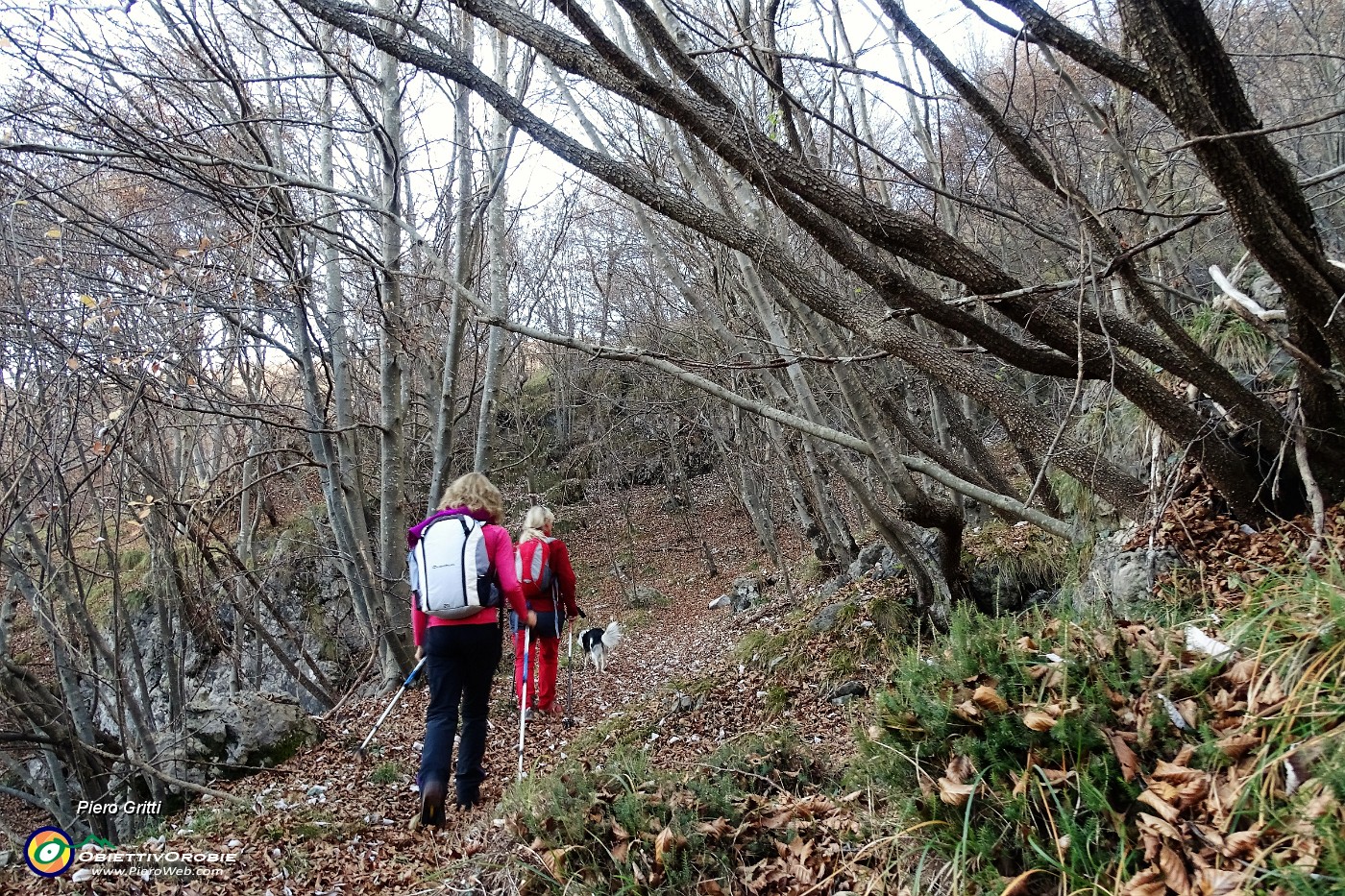 13 Nel bosco di carpine nero.JPG